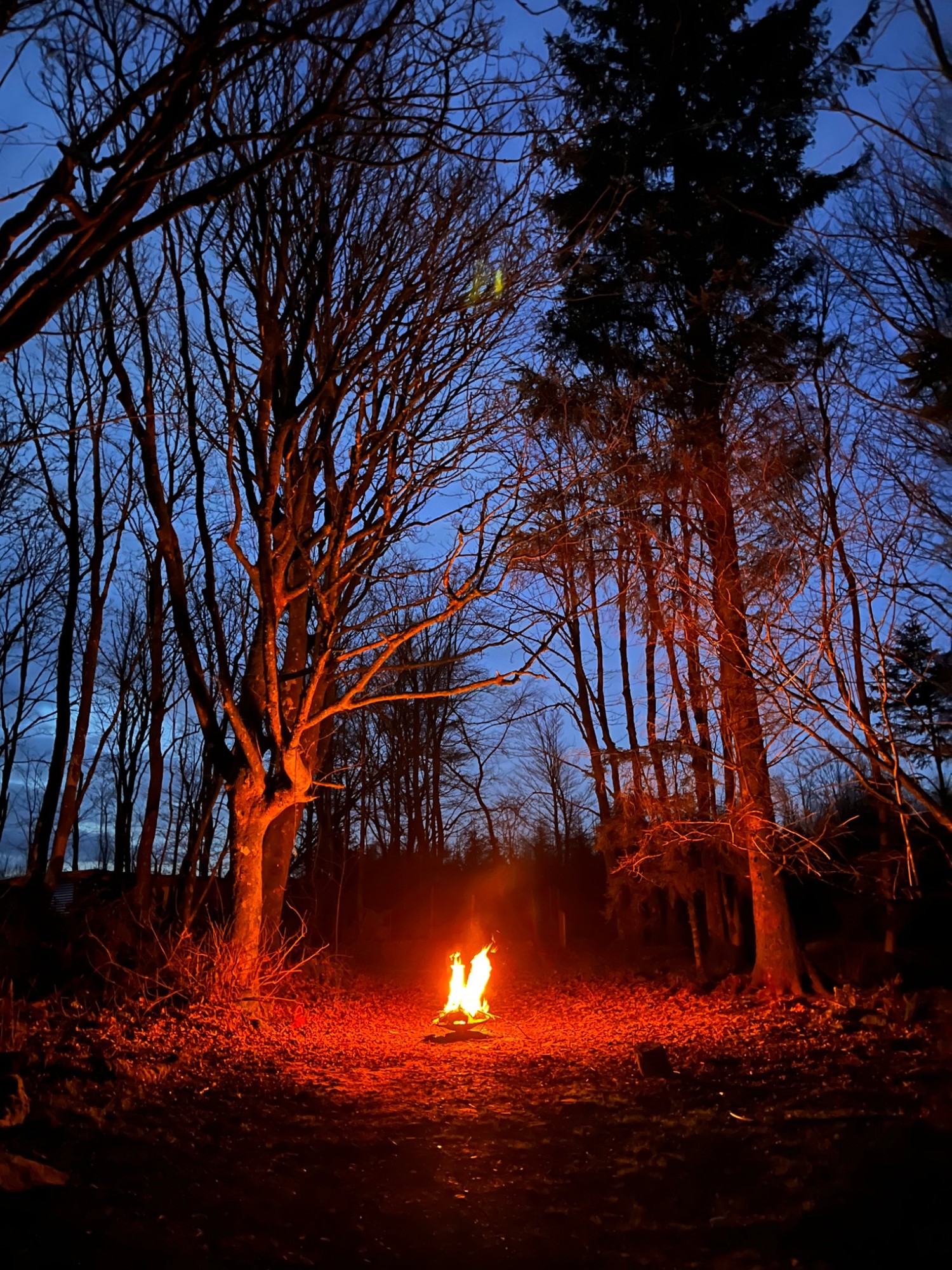 Fire beneath the trees at dusk in Hensol Wood