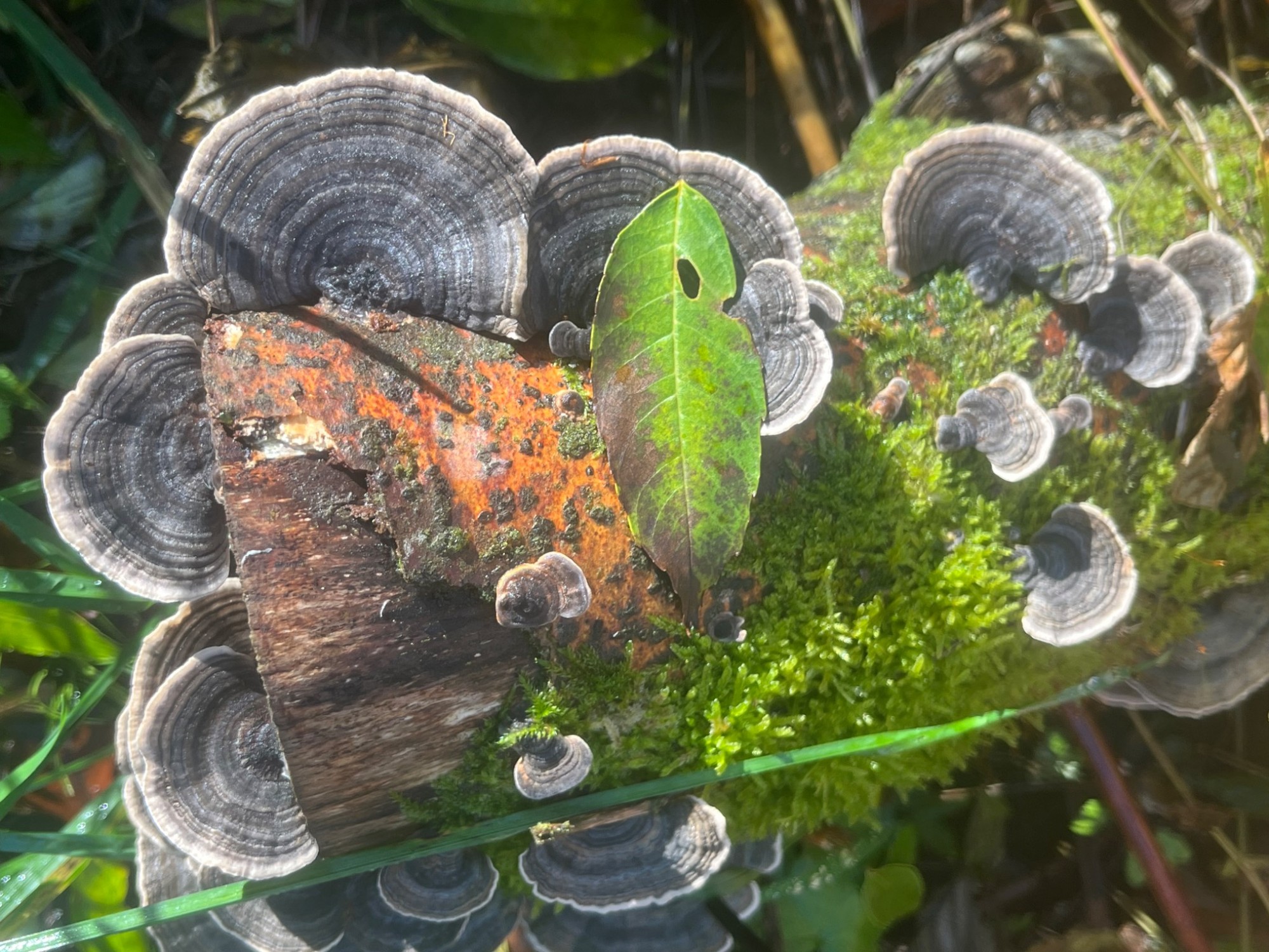 Bracket fungi and a leaf in the woodland
