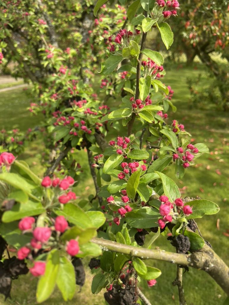 Crab apple blossom opening at Mossdale