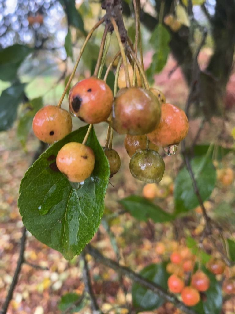 Rain on the autumn crab apple harvest