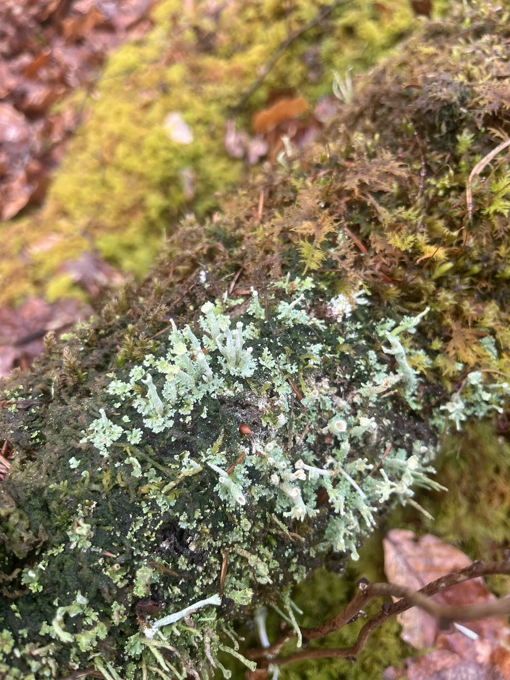 Cup lichen growing among moss at Hensol Wood