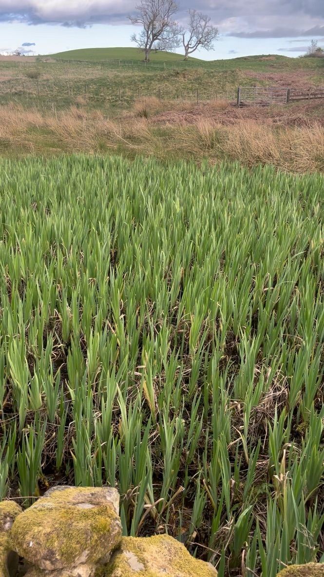 The iris meadow in full growth