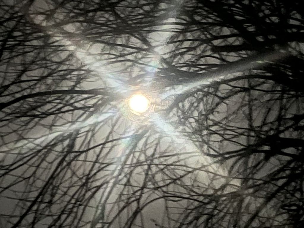Moonlight through the trees
