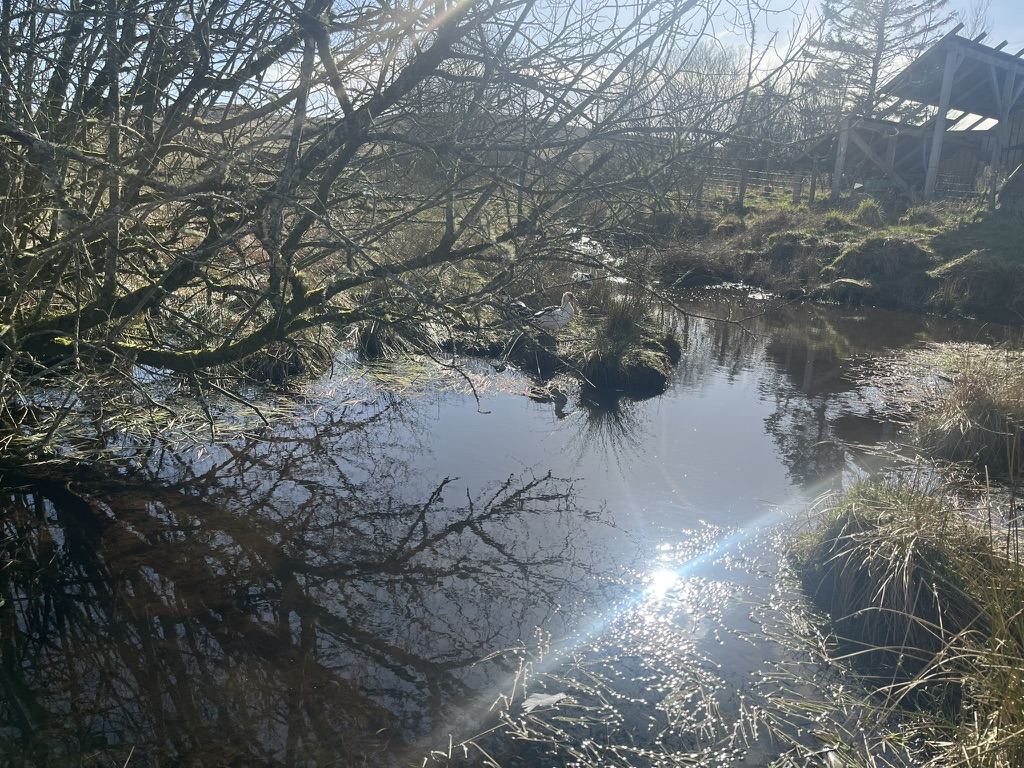 The pond and trees at Hensol Wood